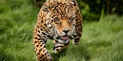 aatventure/categories/wildlife.webp