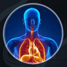human body